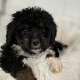 Chevy - Tri-color male Bernedoodle puppy in Phelan, California from PuppyPaws4U