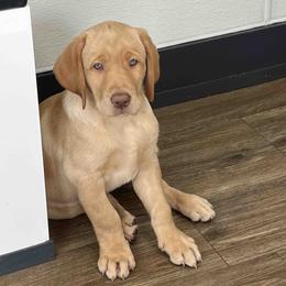 Labrador Retriever Puppies from Branley's Riverside Labradors