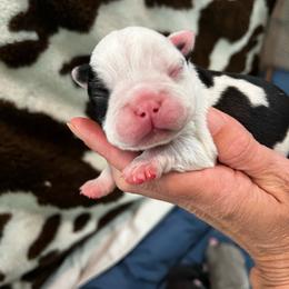 Boy 3 - Black and white male Boston Terrier puppy in Coopertown, Tennessee from Toon’s Boston Terriers