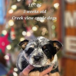 Boy 1 - Blue male Australian Cattle Dog puppy in Monroe, North Carolina from Creek View Cattle Dogs