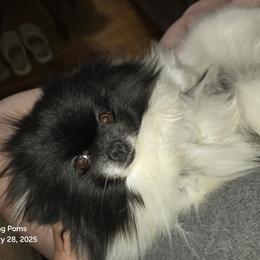 Yvette - Pomeranian