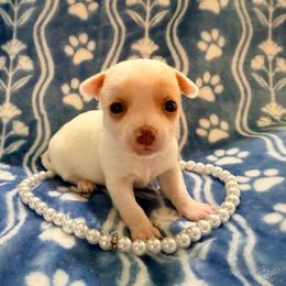 Pearl AKC - White female Chihuahua puppy in Seneca, Missouri from Stephanie’s Puppy Colony