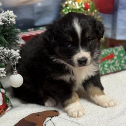 Dixie - Black tri female Miniature Australian Shepherd puppy in Signal Mountain, Tennessee from D & D Miniature and Toy Australian Sheppards
