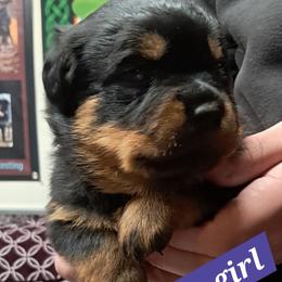 Girl 1 - Black and mahogany female Rottweiler puppy in De Witt, Iowa from Irish Eyes Kennels