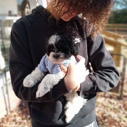 Cockapoo, Double Doodle, Goldendoodle, Poodle, and Shihpoo Puppies from Peace, Love, and Puppies at the Creek