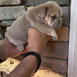 French Bulldog Puppies from Frenchiesbysouthernbell
