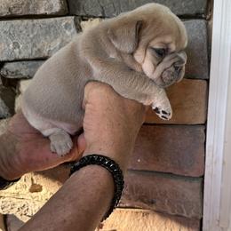 French Bulldog Puppies from Frenchiesbysouthernbell