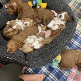 Australian Labradoodle Puppies from Summer Hill Labradoodles