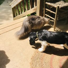 English Springer Spaniel Puppies from Georgia's Springers