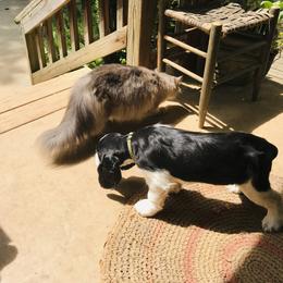 English Springer Spaniel Puppies from Georgia's Springers