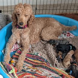 Sandy - Poodle