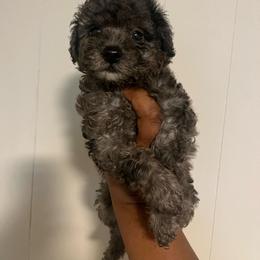 Stitch 2000 - Merle male Yorkipoo puppy in Gastonia, North Carolina from Dynasty Kennel