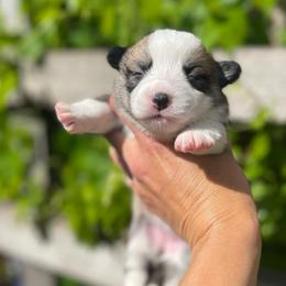Female 1 - Sable female Pembroke Welsh Corgi puppy in Hueytown, Alabama from AAA Corgis