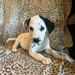 Snickers - White and black female Dalmatian puppy in Austin, Texas from Dazzling Dalz