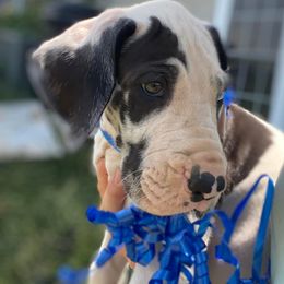 Great Danes from Mint Leaf Springs Farms