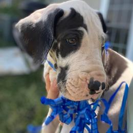 Great Danes from Mint Leaf Springs Farms