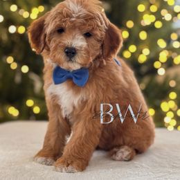 Briar - Red  male Goldendoodle puppy in Amarillo, Texas from Blackwater Doodles