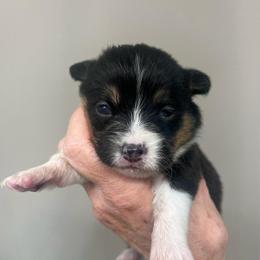 MO-F05 - Black and tan female Pembroke Welsh Corgi puppy in Stockton, Iowa from Infinity Corgis