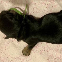 Maltipoo, Morkie, and Yorkipoo Puppies from Danza Bolo