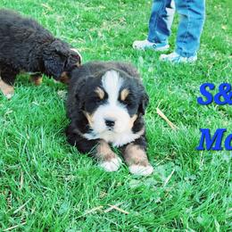 Bernese Mountain Dog Puppies from Allison Thornton