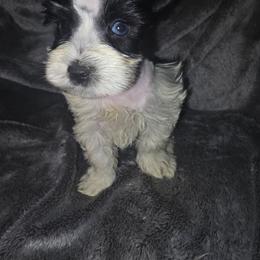 Boy 1 - Parti male Miniature Schnauzer puppy in Calera, Alabama from Burnett Cove Kennels