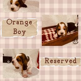 Mr. Orange - Black brown and white male Basset Hound puppy in Lagrange, Georgia from Tall Oak Bassets