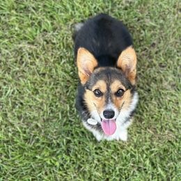 Minnie - Pembroke Welsh Corgi