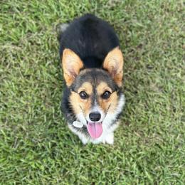 Minnie - Pembroke Welsh Corgi