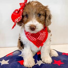 Abby - Red merle female Aussiedoodle puppy in Flagstaff, Arizona from Gunstock Doodles