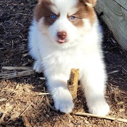 Pomsky Puppies from Fox Meadow Pomskies