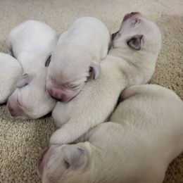 Peter - Yellow male Labrador Retriever puppy in Middleburg, Pennsylvania from Countrylanes labs