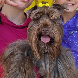 Penny - Miniature Schnauzer