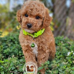 Spanky - Red  male Poodle puppy in Salem, Missouri from Meadowbrook Poodles