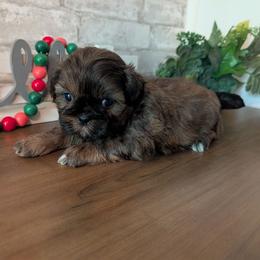 Gillford - Brindle male Shih Tzu puppy in West Pawlet, Vermont from Morgan's Shih Tzus