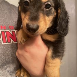 Dachshund Puppies from Hetu's Dachshunds