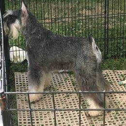 Miniature Schnauzers and Poodles from Tropheous