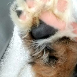 Bernedoodle Puppies from Flat Creek Bernedoodles