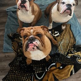 Bulldog Puppies from Jodi's Bulldogs