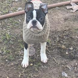 Boston Terrier Puppies from Berry Hill Boston Terriers