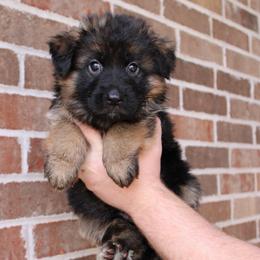 Orange collar - Black and red male German Shepherd puppy in Mount Vernon, Missouri from German Haus German Shepherds LLC