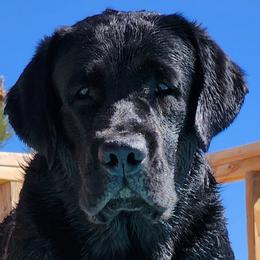 Labrador Retrievers from Sweet As Sugar Labradors