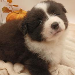 Seth black and white - Black male Border Collie puppy in Gloucester, Virginia from Peachy Keen Border Collies