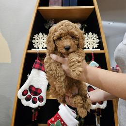 Cavapoo Puppies from Cool Cavapoos