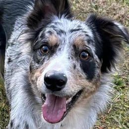Border Collies from Broad Meadow Borders