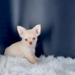 Frodo - Cream and white male Chihuahua puppy in Simpsonville, South Carolina from N&T's Chihuahuas