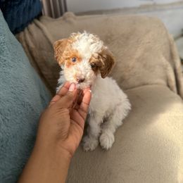 Treble - Parti male Poodle puppy in Kissimmee, Florida from Unique Poodles
