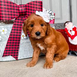Eskimo - Red  female Goldendoodle puppy in West Haven, Utah from Split Mountain Doodles