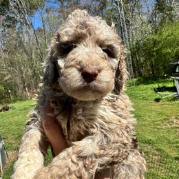 Biscuit - Caramel cream female Labradoodle puppy in Greensboro, Georgia from B’s Doodles