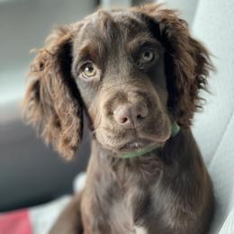 English Cocker Spaniel Puppies from River Trail Kennels