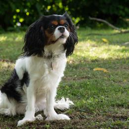 Cavapoos from Christian Cavapoos